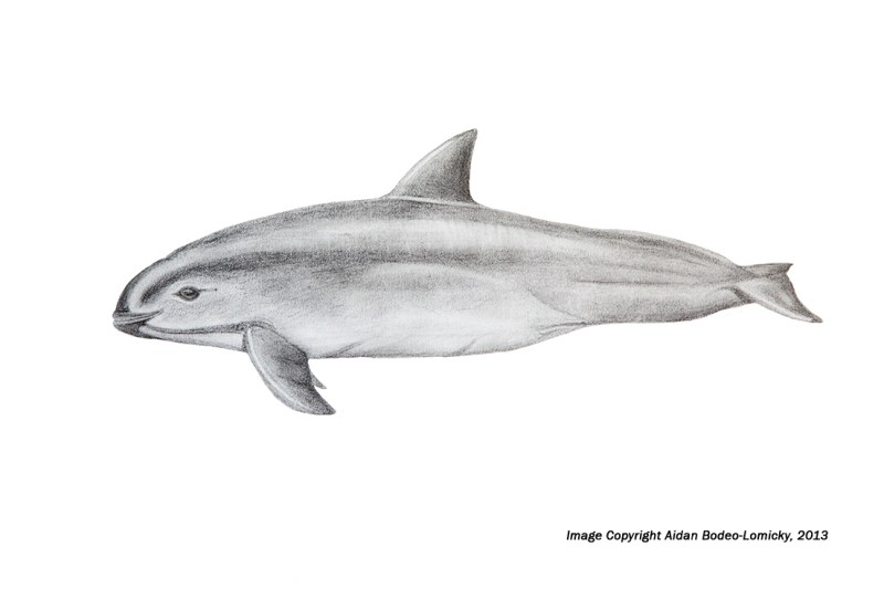 My scientific sketch.