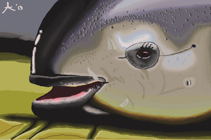 Vaquita Face