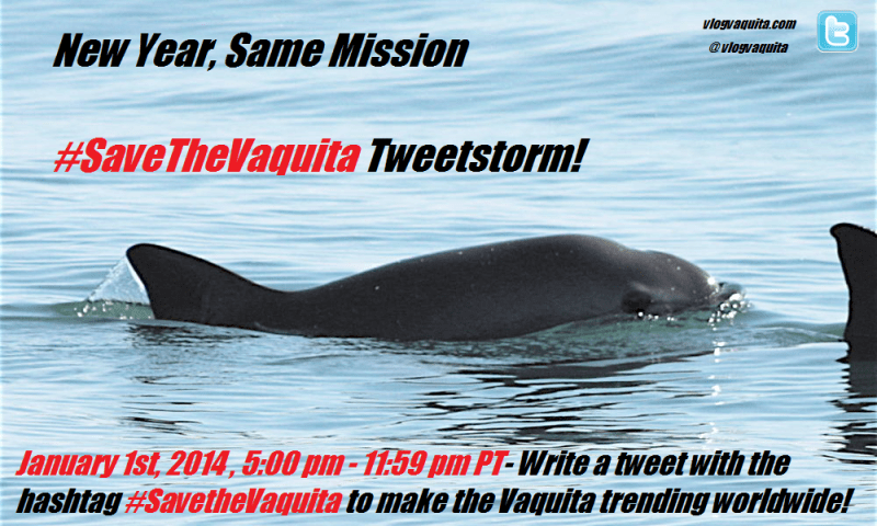 Vaquita Tweetstorm