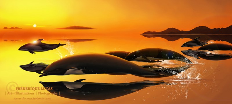 Where the Water Meets the Sky - Dolphins. © Copyright 2013 Frédérique Lucas