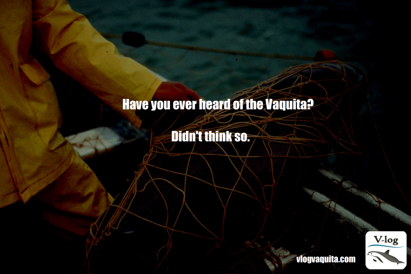 Have you ever heard of the Vaquita