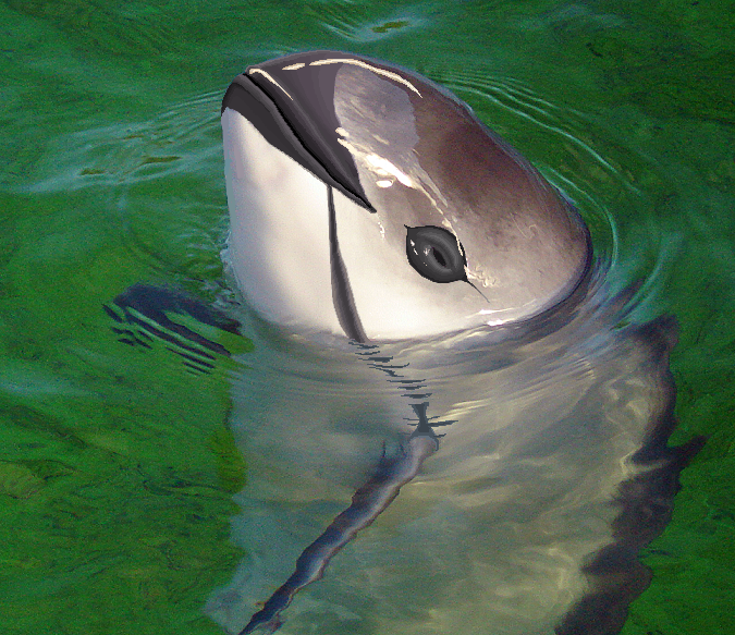 Vaquita face