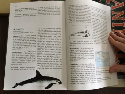 Dolphins and Porpoises interior