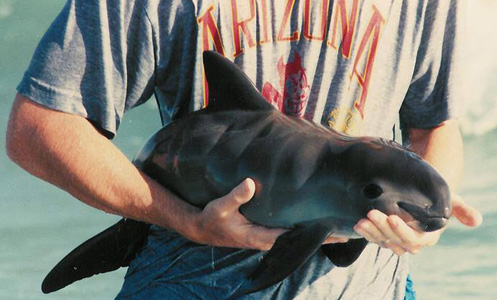 Vaquita Andrew Wright