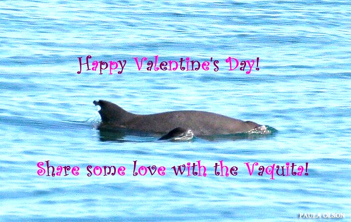 Valentine's Day Vaquita