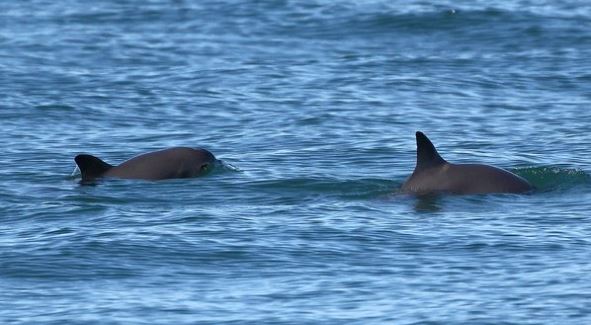 Vaquita-marina-2