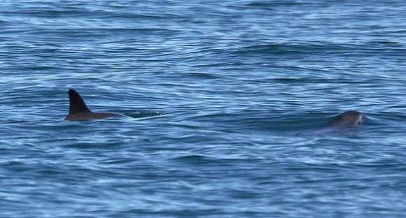 Vaquita-marina-3