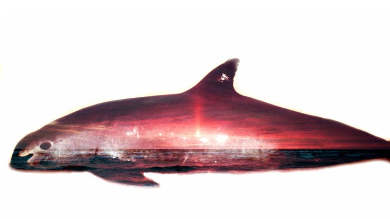 Vaquita Double Exposure